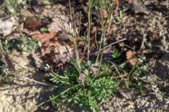 Cardamine hirsuta_Katarzyna Zarnowiec CC BY-SA