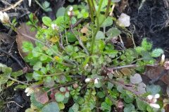 Cardamine hirsuta_Merce Vallicrosa CC BY-NC