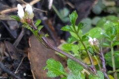 Cardamine hirsuta_Merce Vallicrosa CC BY-NC