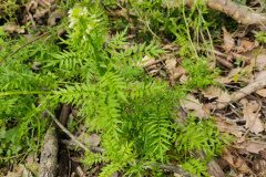 Cardamine impatiens impatiens_Eden Ramirez