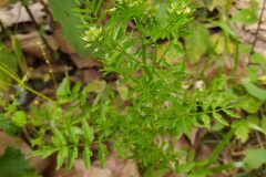 Cardamine impatiens impatiens_Merce Vallicrosa CC BY-NC