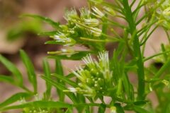 Cardamine impatiens impatiens_Merce Vallicrosa CC BY-NC
