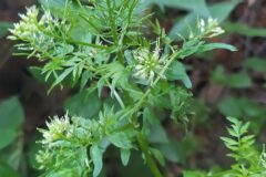 Cardamine impatiens impatiens_Merce Vallicrosa CC BY-NC