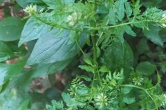 Cardamine impatiens impatiens_Merce Vallicrosa CC BY-NC