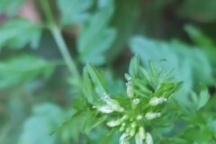 Cardamine impatiens impatiens_Merce Vallicrosa CC BY-NC