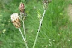 Carduus pycnocephalus_Jordi Puyelo