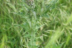 Carduus tenuiflorus_Pere Barnola CC BY-SA