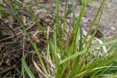 Carex depressa basilaris_Katarzyna Zarnowiec CC BY-SA