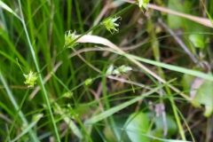 Carex divulsa_Merce Vallicrosa CC BY-NC