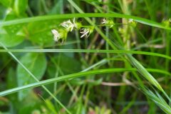 Carex divulsa_Merce Vallicrosa CC BY-NC