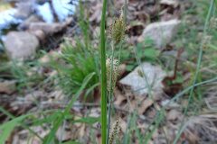 Carex flacca_Josep Llovera CC BY-NC