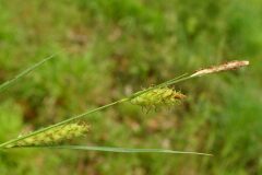 Carex hirta_Margarida Vila CC BY-NC