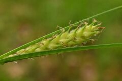 Carex hirta_Margarida Vila CC BY-NC