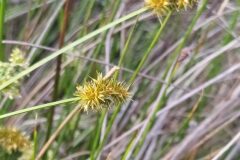 Carex otrubae_Merce Vallicrosa CC BY-NC