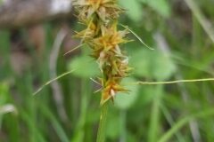 Carex otrubae_Merce Vallicrosa CC BY-NC