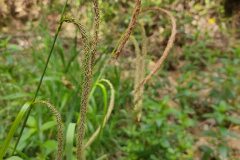 Carex pendula_Eden Ramirez