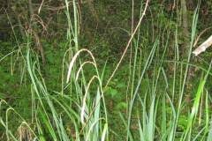Carex pendula_Jordi Puyuelo