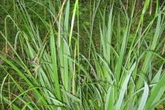 Carex pendula_Jordi Puyuelo