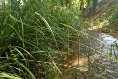 Carex pendula_Katarzyna Zarnowiec CC BY-SA