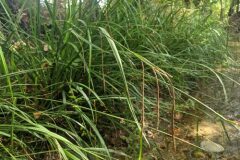 Carex pendula_Katarzyna Zarnowiec CC BY-SA