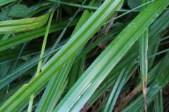 Carex pendula_Merce Vallicrosa CC BY-NC