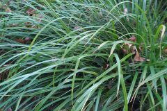 Carex pendula_Merce Vallicrosa CC BY-NC