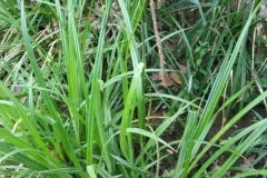 Carex pendula_Montserrat Garcia