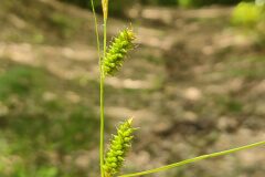 Carex punctata_Eden Ramirez