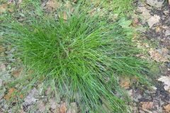 Carex remota_Pere Barnola CC BY-SA