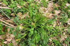 Carex paui_Jordi Bassols CC BY-NC