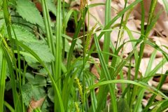 Carex paui_Jordi Bassols CC BY-NC