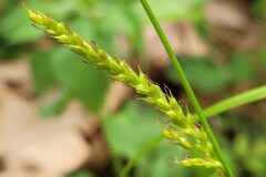 Carex paui_Jordi Bassols CC BY-NC