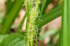 Carex paui_Jordi Bassols CC BY-NC