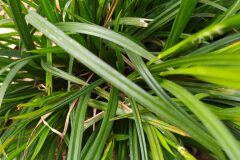 Carex sylvatica paui_Merce Vallicrosa CC BY-NC