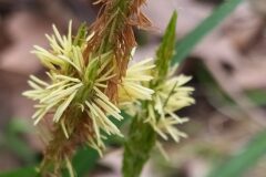Carex sylvatica paui_Merce Vallicrosa CC BY-NC
