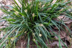Carex paui_Merce Vallicrosa CC BY-NC