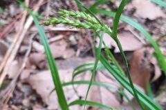 Carex sylvatica paui_Merce Vallicrosa CC BY-NC