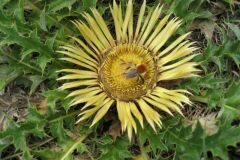 Carlina acanthifolia cynara_Jordi Puyuelo