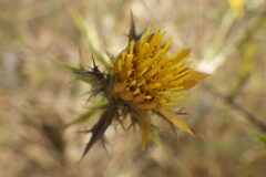 Carlina corymbosa hispanica_Pere Barnola CC BY-SA
