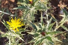 Carthamus lanatus lanatus_Merce Vallicrosa CC BY-NC