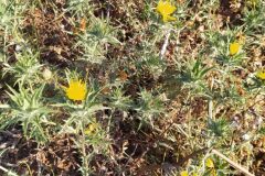 Carthamus lanatus lanatus_Merce Vallicrosa CC BY-NC