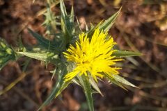 Carthamus lanatus lanatus_Merce Vallicrosa CC BY-NC