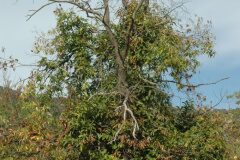 Castanea sativa_Gabriel Huguet