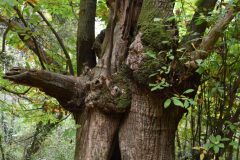 Castanea sativa_Gabriel Huguet