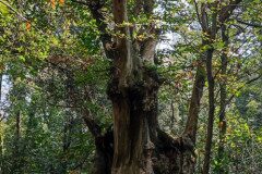 Castanea sativa_Maria Lluisa