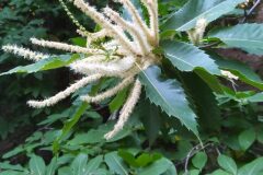 Castanea sativa_Merce Vallicrosa CC BY-NC