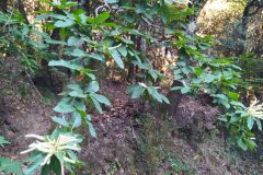 Castanea sativa_Merce Vallicrosa CC BY-NC