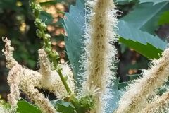 Castanea sativa_Merce Vallicrosa CC BY-NC