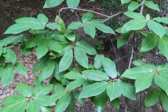 Castanea sativa_Merce Vallicrosa CC BY-NC