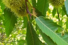 Castanea sativa_Merce Vallicrosa CC BY-NC